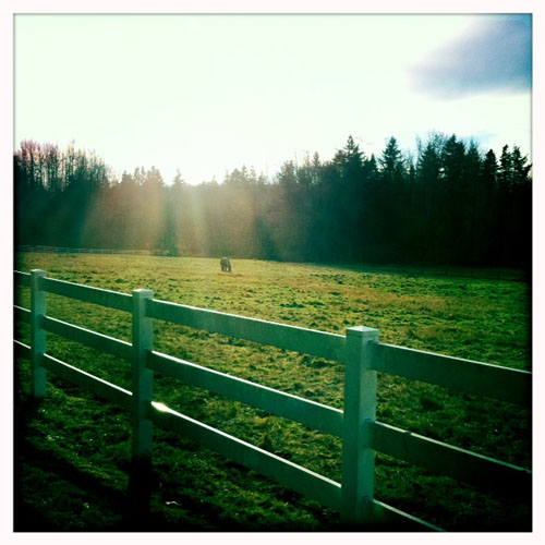 horse field