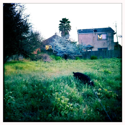 hunting dog