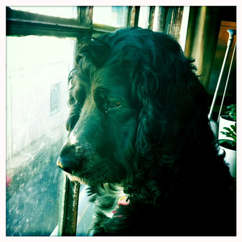 dog head