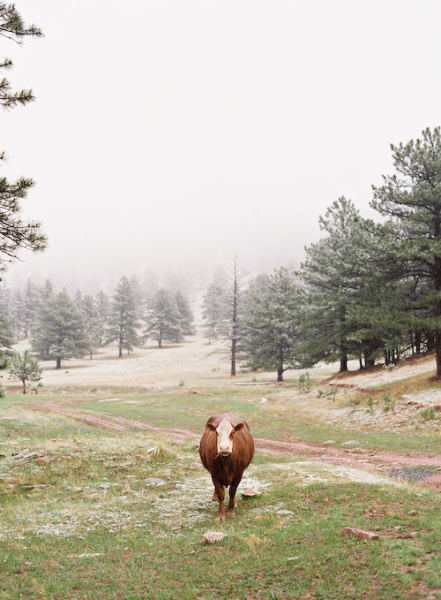 cow