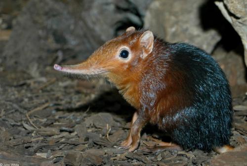 elephant-shrew.JPG