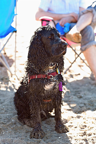 beach_oslo