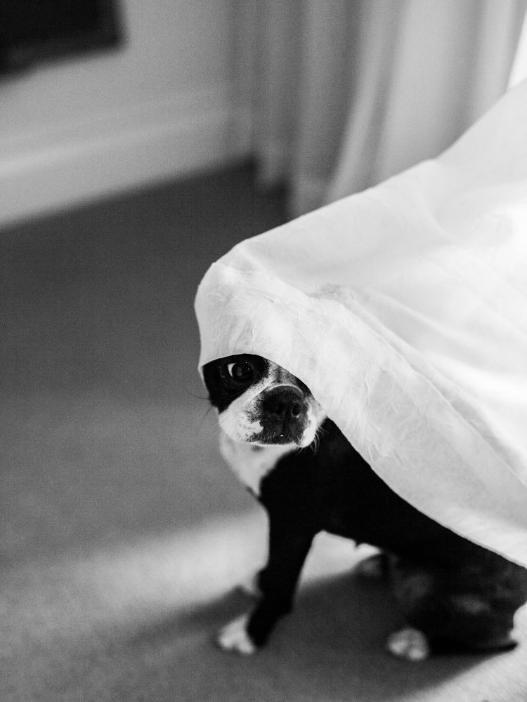 boston terrier with curtain on head
